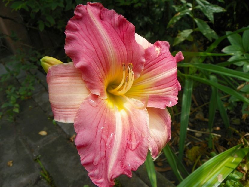 11 iul (34) - Hemerocallis 2019