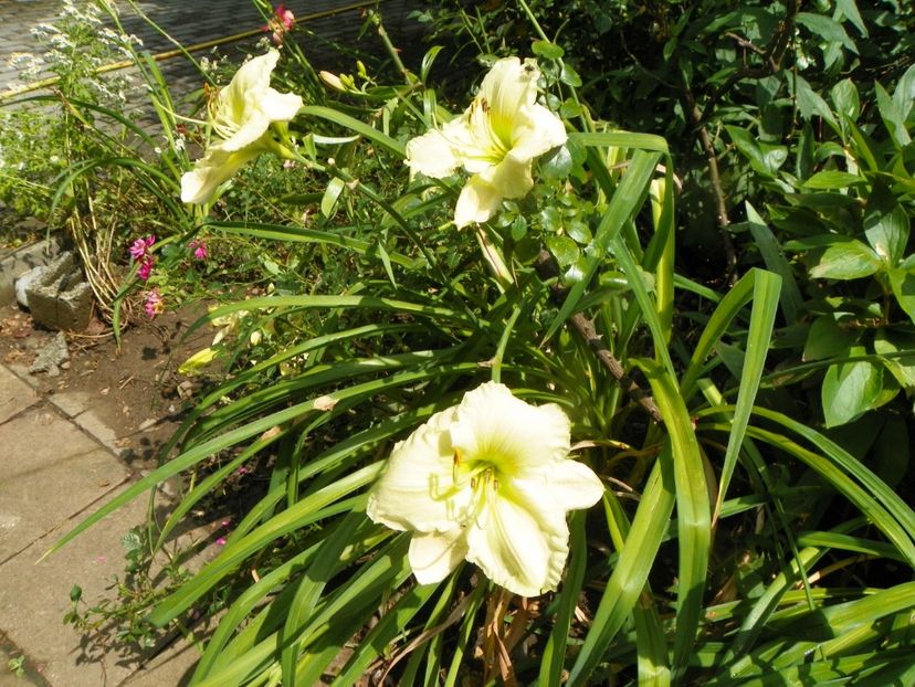 11 iul (35) - Hemerocallis 2019