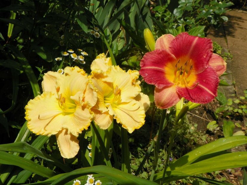 11 iul (37) - Hemerocallis 2019