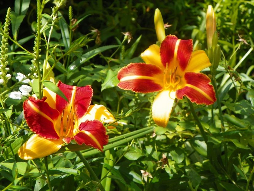 11 iul (38) - Hemerocallis 2019