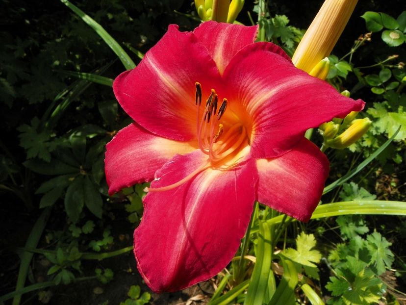 11 iul (39) - Hemerocallis 2019