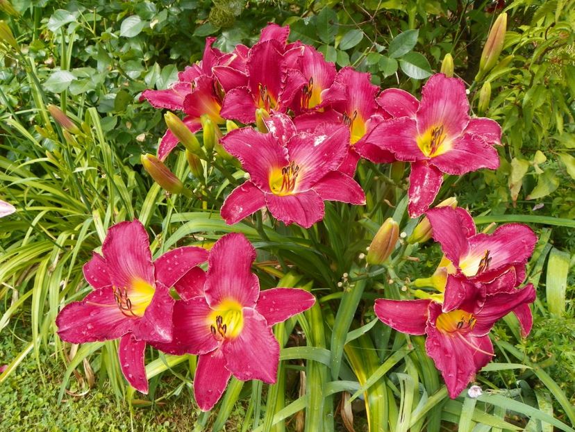 11 iul (41) - Hemerocallis 2019