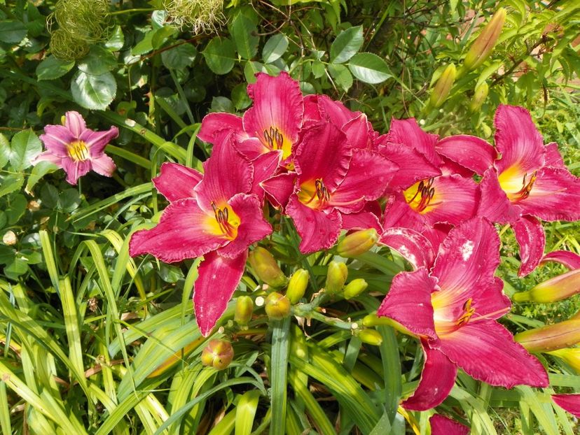 11 iul (42) - Hemerocallis 2019