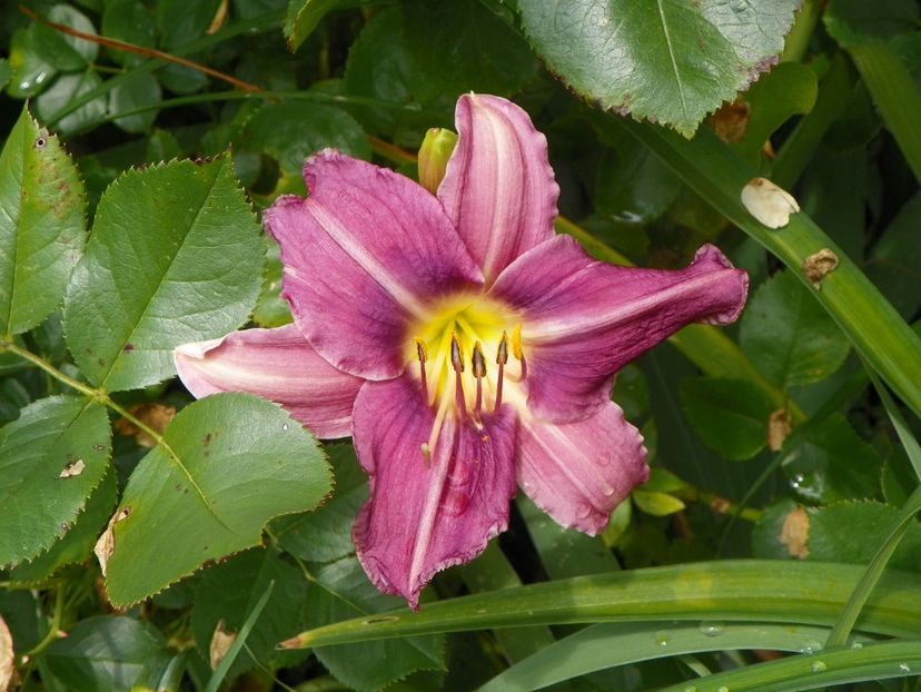 11 iul (43) - Hemerocallis 2019