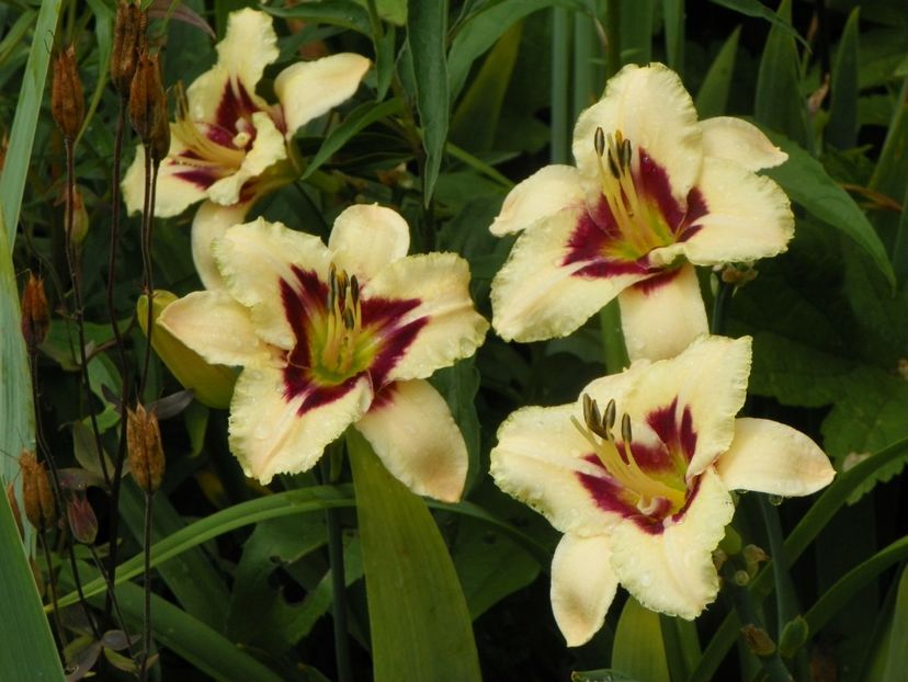 11 iul (44) - Hemerocallis 2019