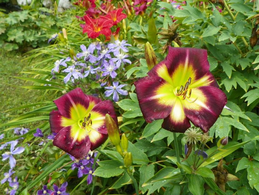 11 iul (45) - Hemerocallis 2019