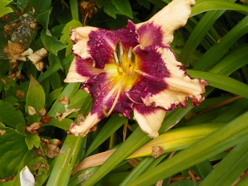 11 iul (46) - Hemerocallis 2019