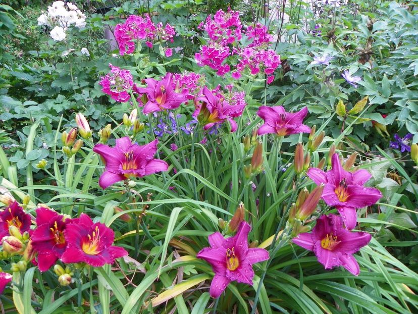 11 iul (47) - Hemerocallis 2019