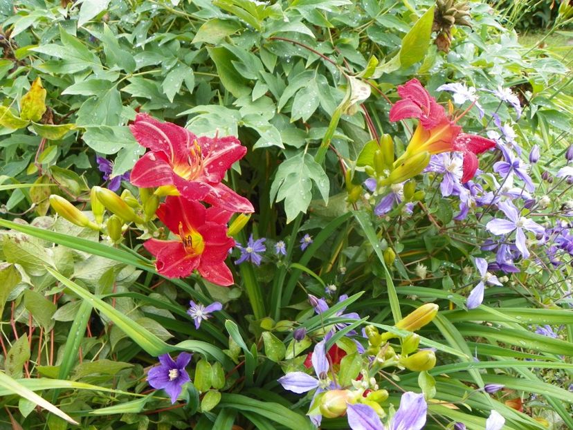 11 iul (48) - Hemerocallis 2019