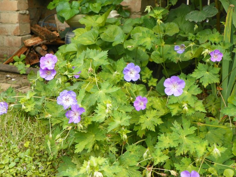 11 iul (134) - Geranium 2019