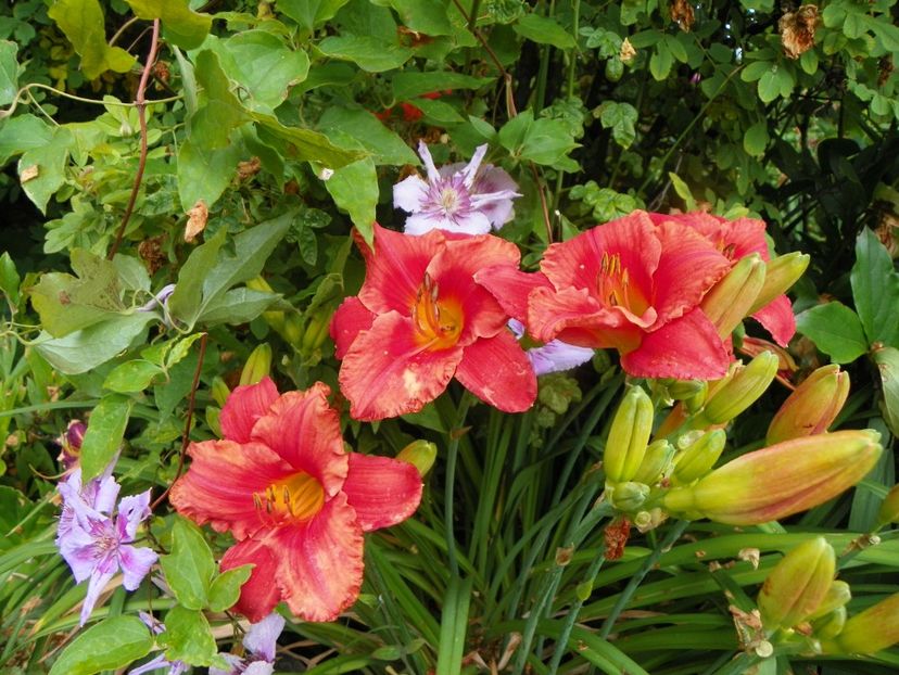 11 iul (49) - Hemerocallis 2019