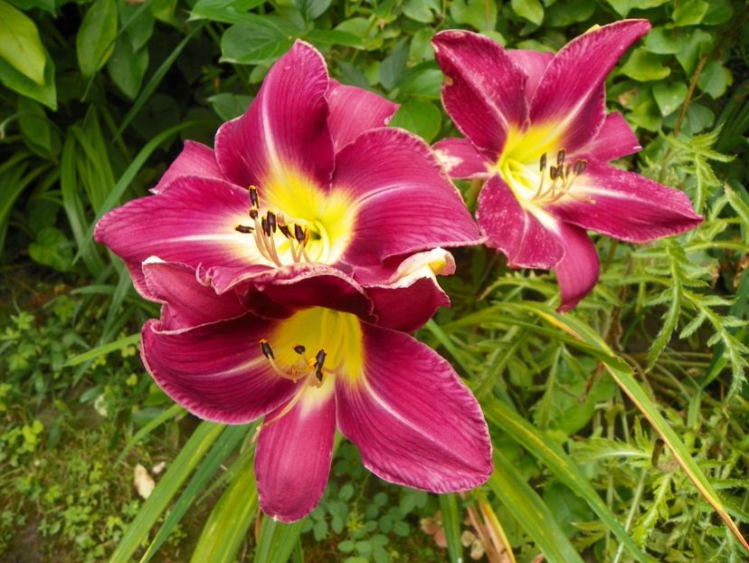 11 iul (50) - Hemerocallis 2019