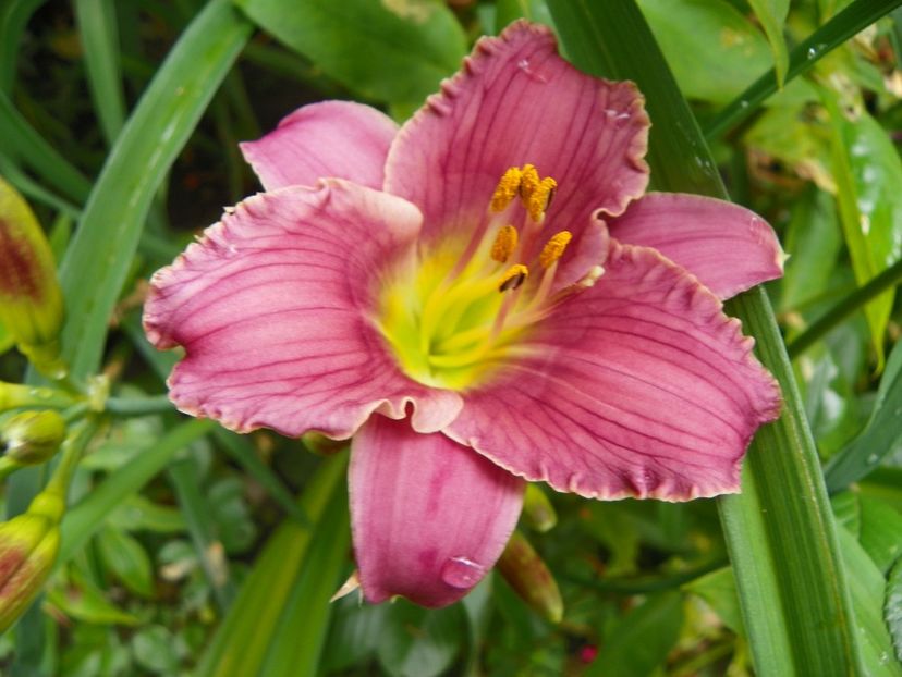 11 iul (51) - Hemerocallis 2019
