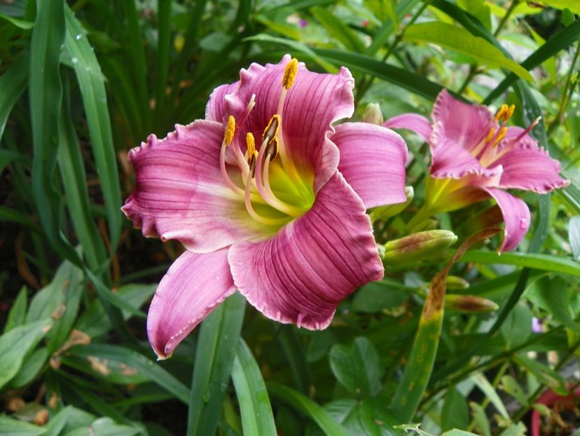 11 iul (52) - Hemerocallis 2019
