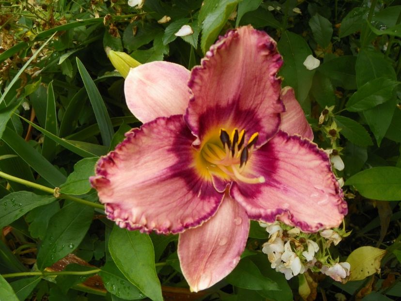 11 iul (53) - Hemerocallis 2019