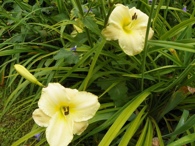 11 iul (54) - Hemerocallis 2019