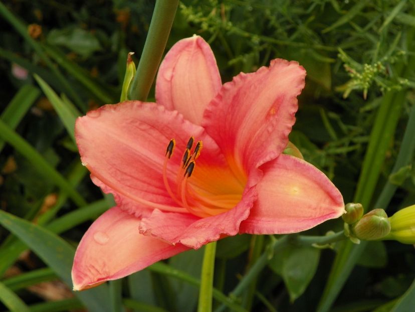 11 iul (55) - Hemerocallis 2019
