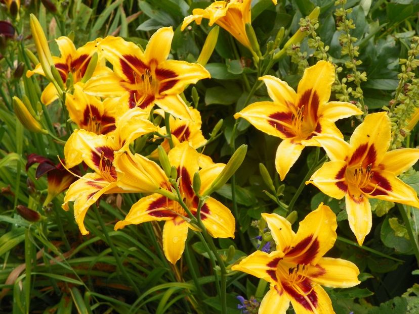 11 iul (56) - Hemerocallis 2019