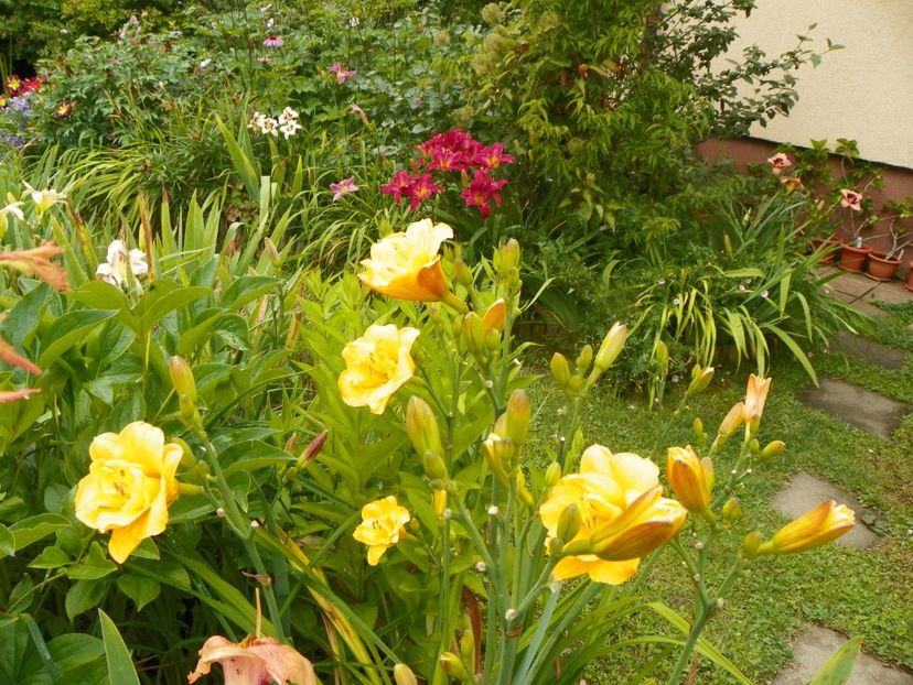 11 iul (71) - Gradina 2019