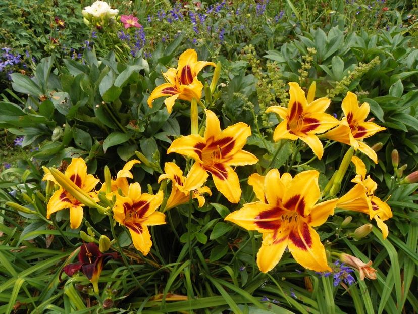 11 iul (58) - Hemerocallis 2019