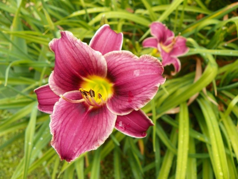 11 iul (59) - Hemerocallis 2019