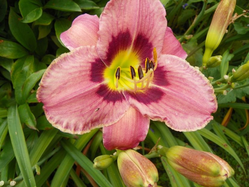 11 iul (60) - Hemerocallis 2019