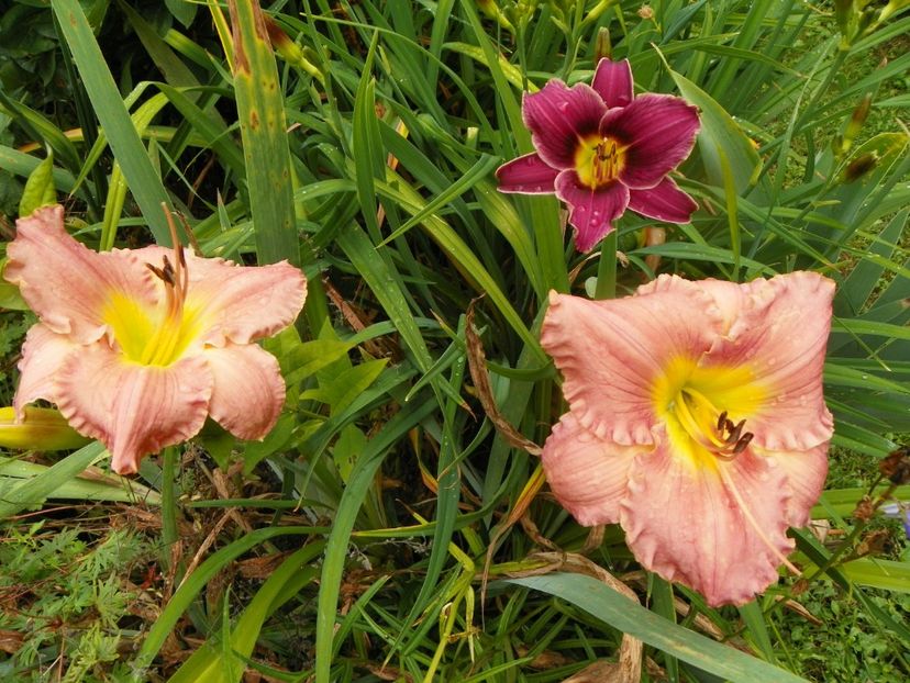 11 iul (61) - Hemerocallis 2019