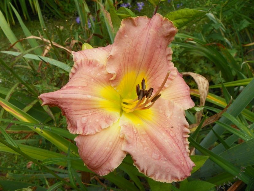 11 iul (62) - Hemerocallis 2019
