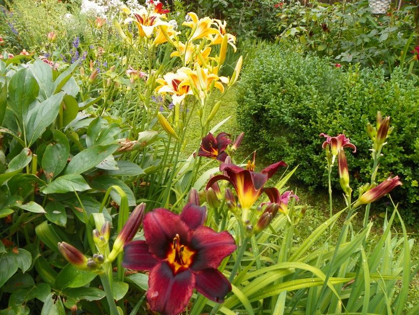 11 iul (63) - Hemerocallis 2019