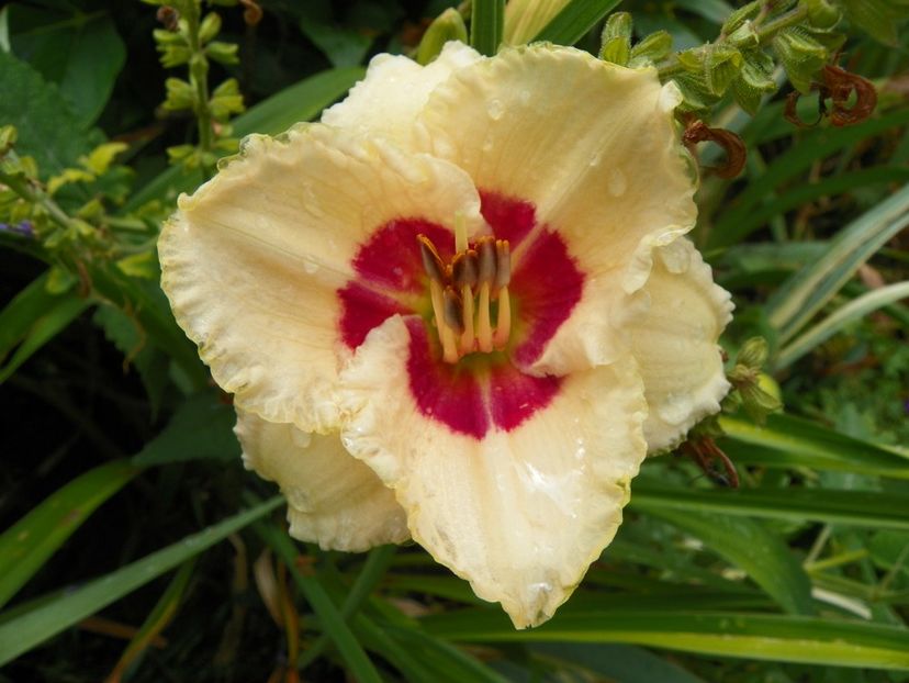 11 iul (64) - Hemerocallis 2019