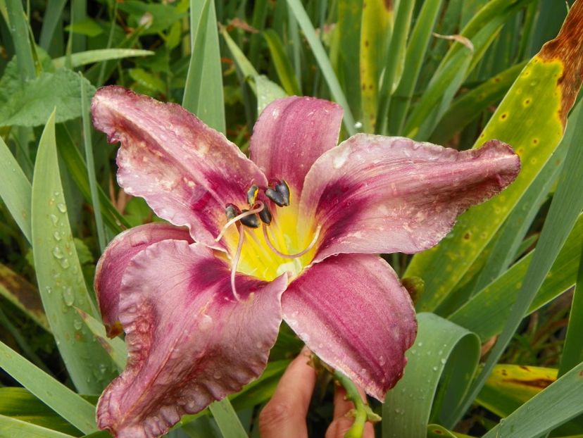 11 iul (67) - Hemerocallis 2019