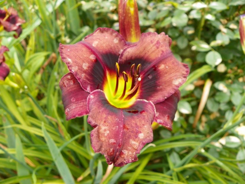 11 iul (68) - Hemerocallis 2019