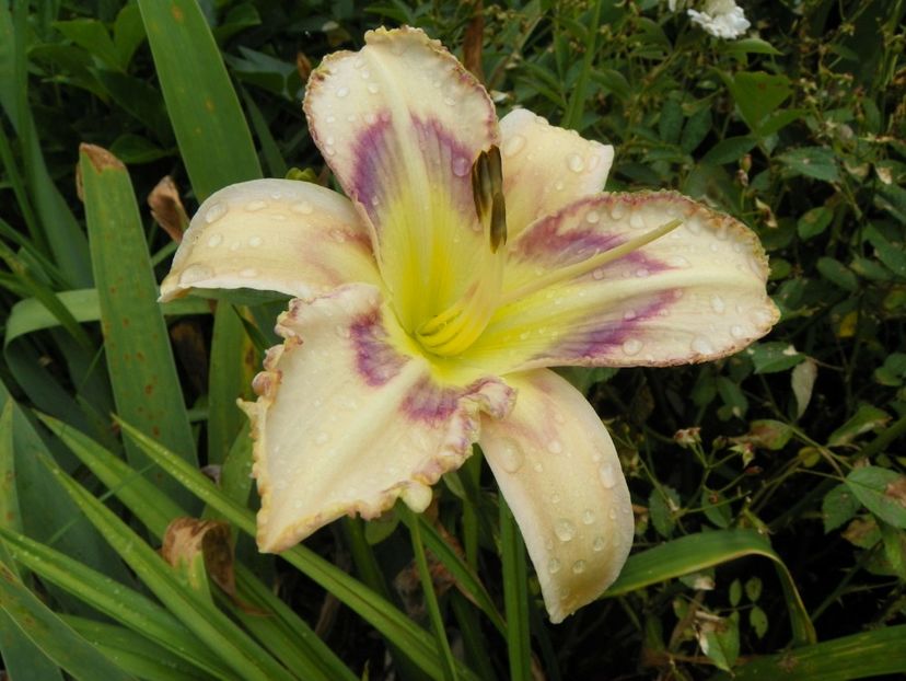 11 iul (69) - Hemerocallis 2019