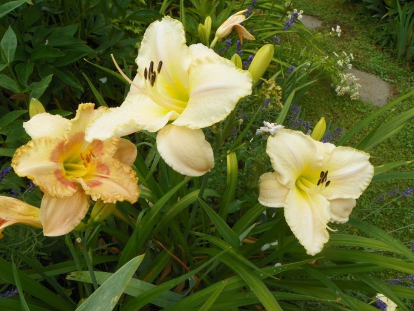11 iul (72) - Hemerocallis 2019