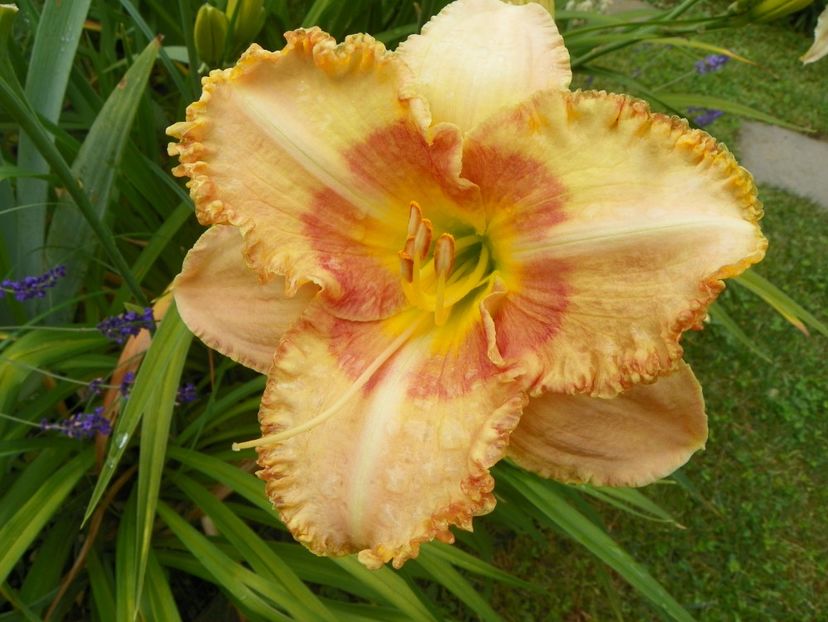 11 iul (73) - Hemerocallis 2019