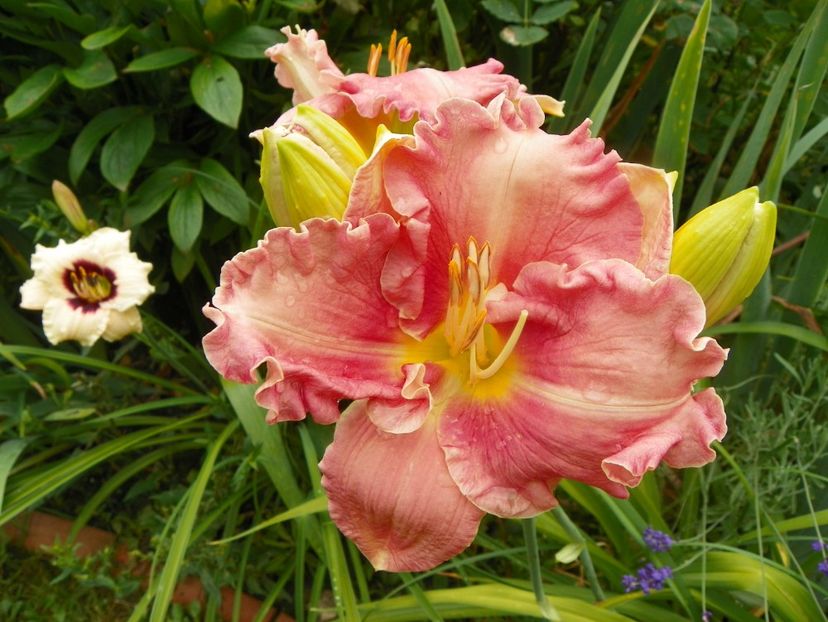 11 iul (74) - Hemerocallis 2019