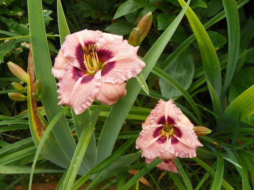 11 iul (77) - Hemerocallis 2019