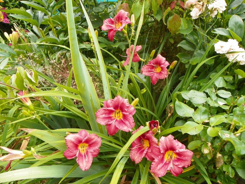 11 iul (78) - Hemerocallis 2019