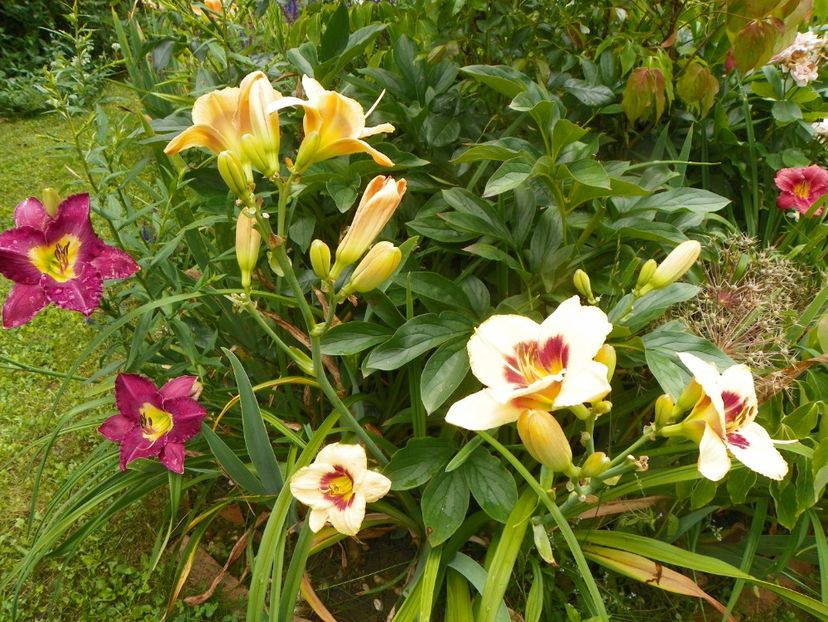 11 iul (79) - Hemerocallis 2019