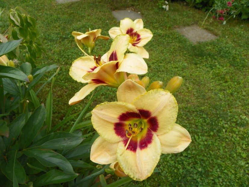11 iul (80) - Hemerocallis 2019
