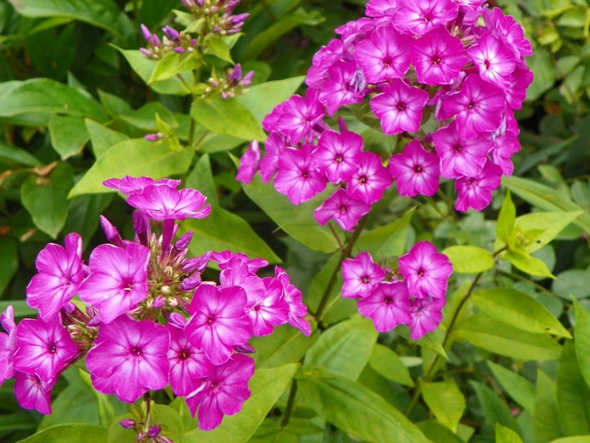 11 iul (17) - Phlox 2019