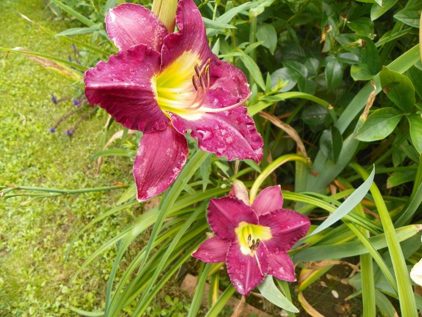11 iul (81) - Hemerocallis 2019