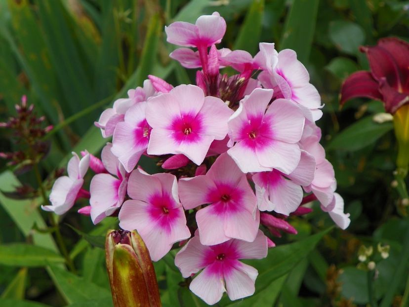 11 iul (145) - Phlox 2019