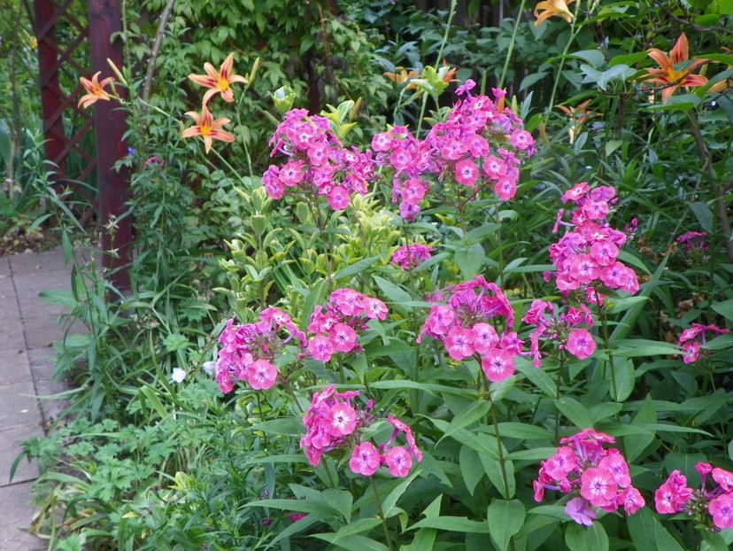 11 iul (151) - Phlox 2019