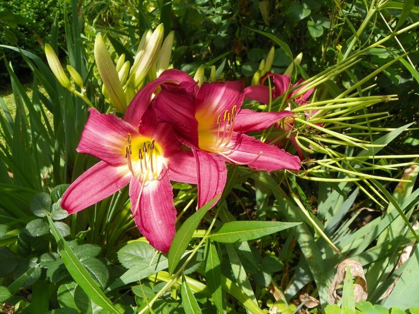 11 iul (86) - Hemerocallis 2019