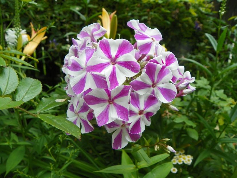 11 iul (155) - Phlox 2019