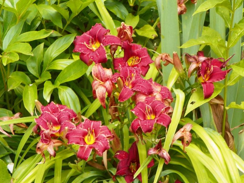 11 iul (90) - Hemerocallis 2019