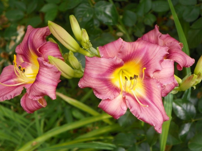 11 iul (91) - Hemerocallis 2019