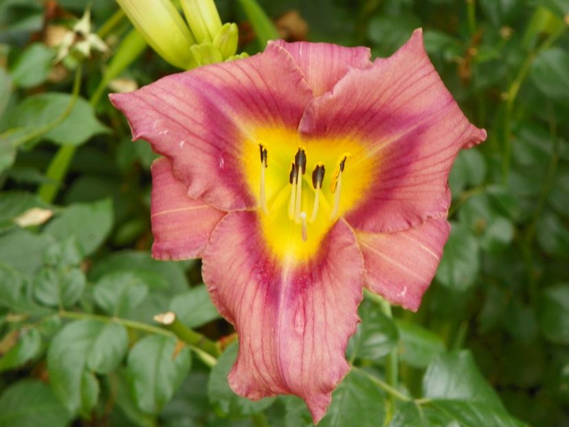 11 iul (92) - Hemerocallis 2019