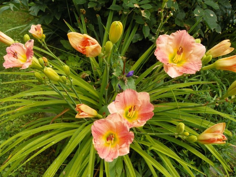 11 iul (93) - Hemerocallis 2019